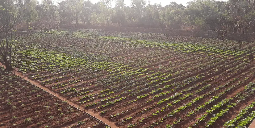 Crops on the Irrigated Land